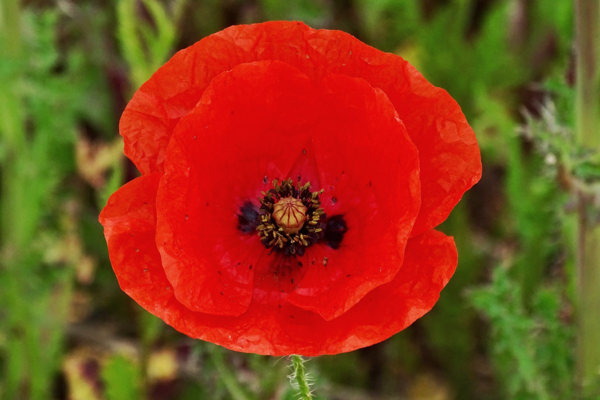 Today we mark Remembrance Day with a two minute silence.

On the 11th hour, of the 11th day, of the 11th month, we will remember them.

#twominutesilence #LestWeForget #RemembranceDay
