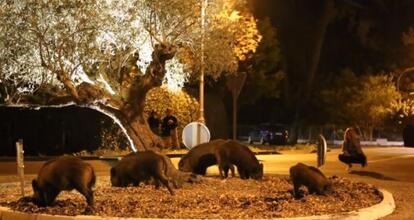 LLouveterie's tweet photo. Cas concret #animalistes
Je suis appelé par @PoliceNationale pour des #sangliers, en ville, aux abords des routes, provoquant des #Accidents et un risque pour les habitants de la commune.
Vous êtes attendus pour sauver les #animaux et la #population !
#Louveterie #securite https://t.co/FhS436sQ1F