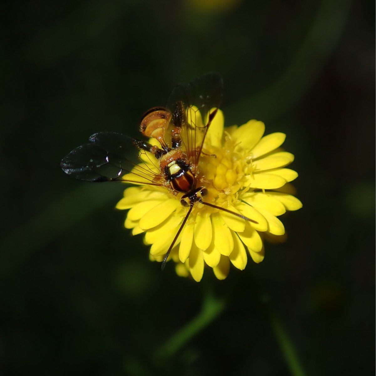 PLOSBiology's tweet photo. The number of observations submitted to the #CitizenScience platform @inaturalist is outpacing the rate at which the organisms can be identified. @callaghanct @thomasmesaglio &amp;co call for more experts to identify organisms on iNaturalist #PLOSBiology
https://t.co/Sz9TSORoh0 https://t.co/zXnqpTjlUX
