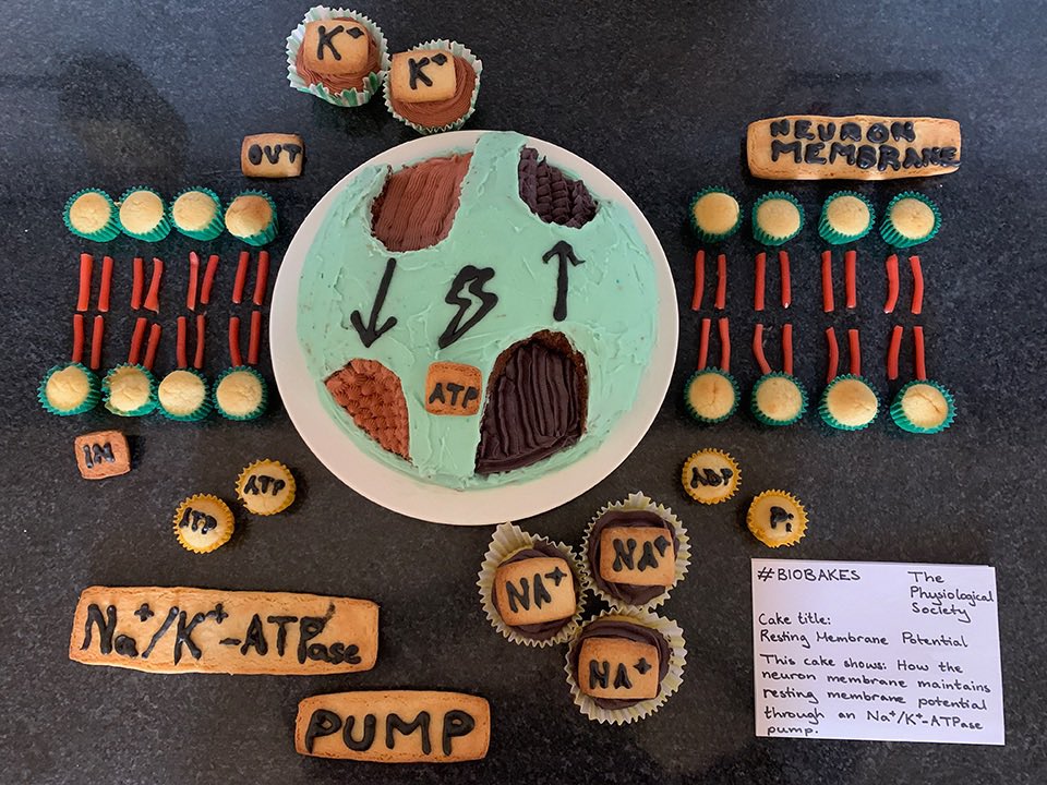 chris_torrens's tweet photo. The Na/K ATPase,
A third of your ATP is used to support.
It’s not that influential,
On a nerve’s resting potential,
But it’s essential for secondary transport.
#BioBakes https://t.co/QXV50GvVX2
