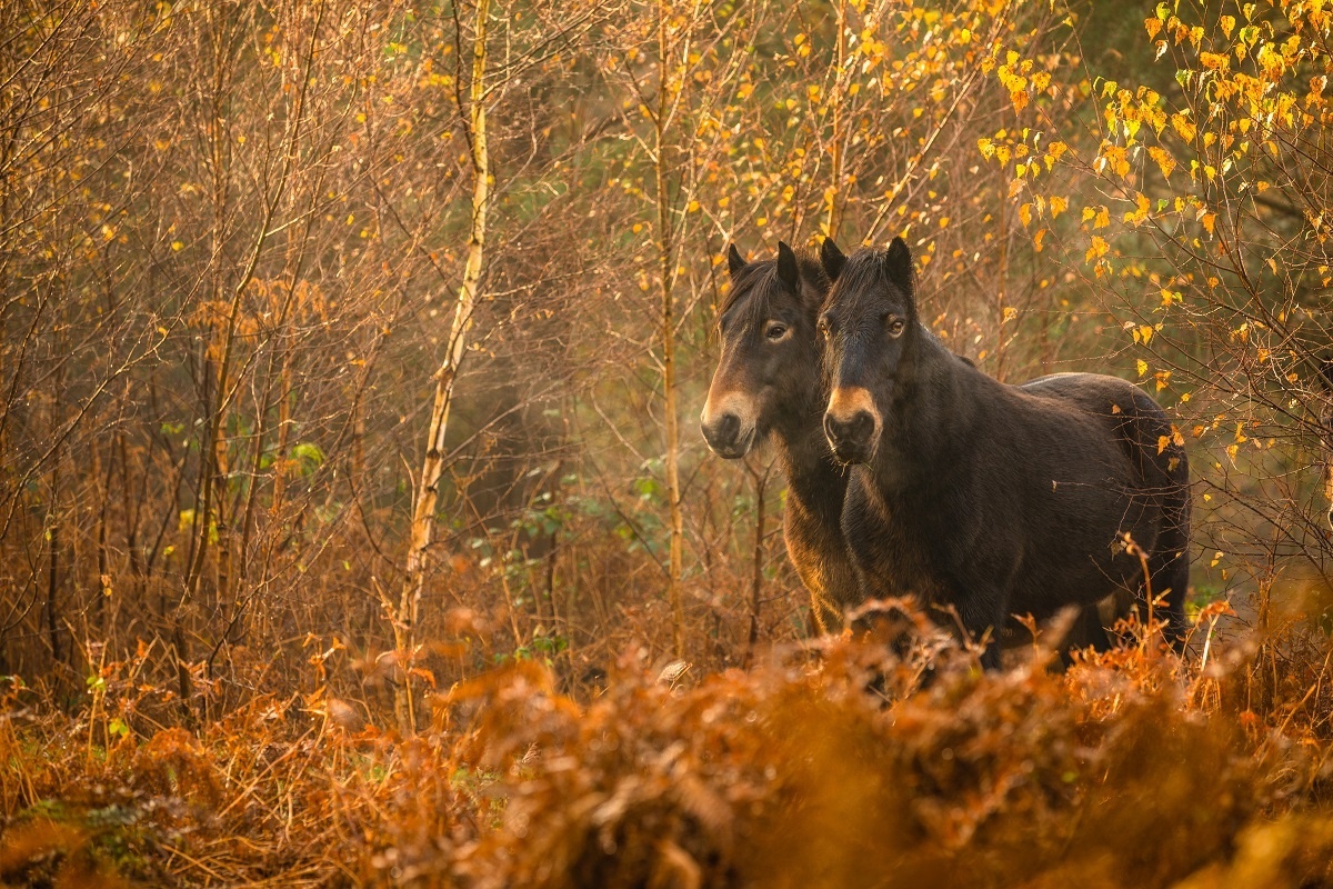Have your say on the Birmingham Parks Survey 2022

The survey is carried out every two years to find out satisfaction levels with local parks and what improvements park users would like to see: orlo.uk/qMORf

#BeBoldBeBham