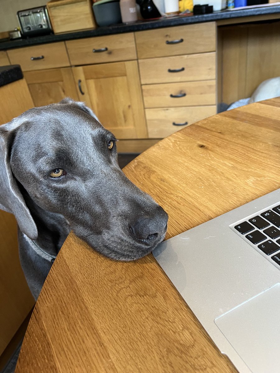 Otto is loving this years #CYPF22. ⁦<a href="/RCOT_CYPF/">RCOT CYPF</a>⁩  #PetsofCYPF2022!