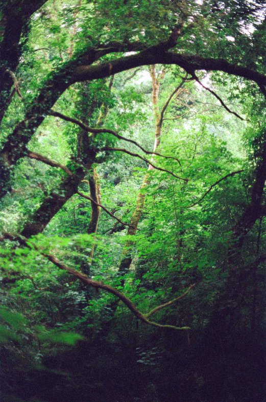 // AN UHELGOAD — ARGOAD, BRETAGNE, FR — AUG22 ©Jeremy Blahay //

#huelgoat #bretagne #légendes #finistère #film #argentique #photography #argoad #argoat #forêt #celte #brittany #france #korrigan #armorique #chaosrocheux