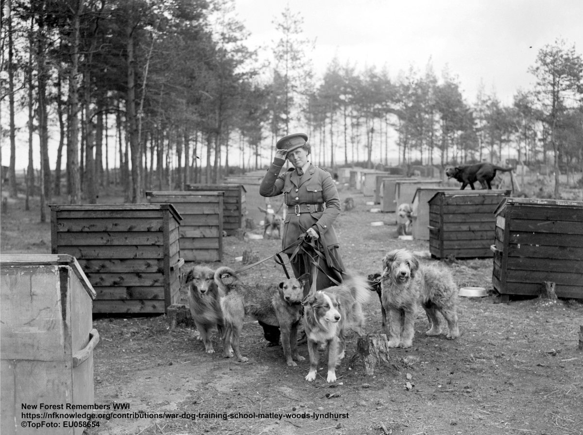 New Forest Archaeology tweet media