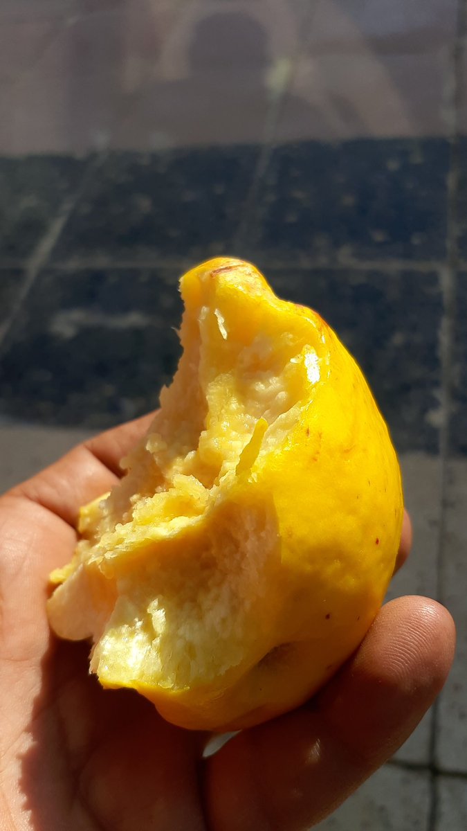 Ayvayı yedim.