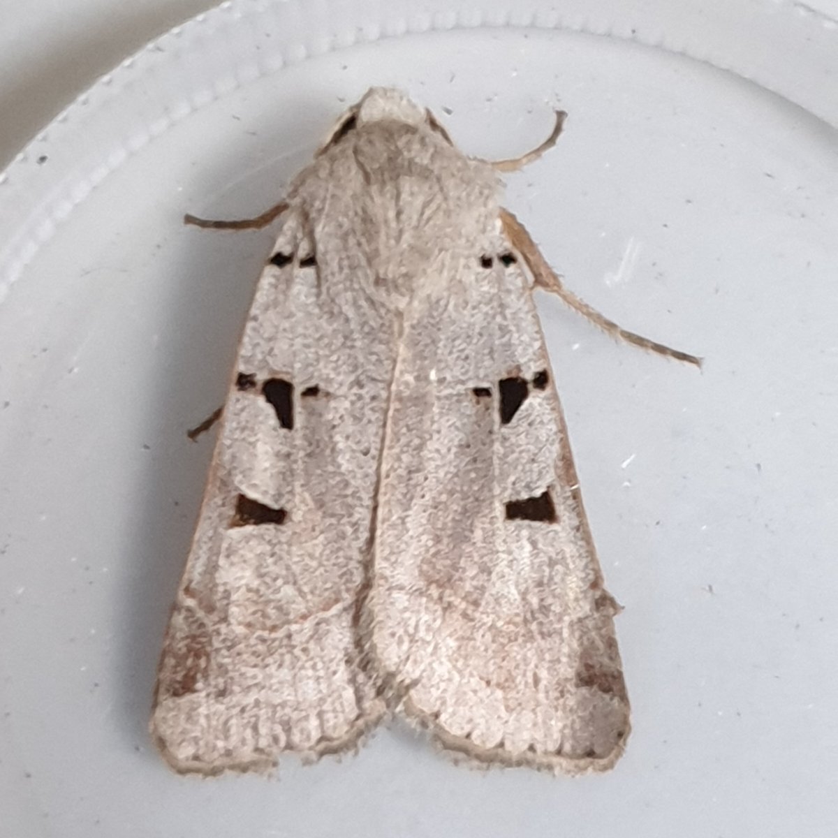 Liam Crowley tweet media