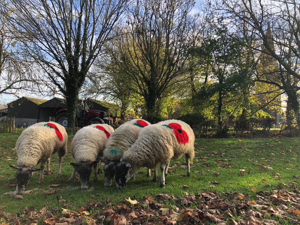 Eyebrook_Birds's tweet photo. @BBCCountryfile Some of our sheep are raising the Baa by sporting colourful poppies for Remembrance Day
Make a ewe turn to see them by the shop at Rectory Farm, or grazing in our field on the main Corby to Uppingham Road (by Rockingham Station)

#poppywearingsheep #remembranceday https://t.co/5g3yVOUX18
