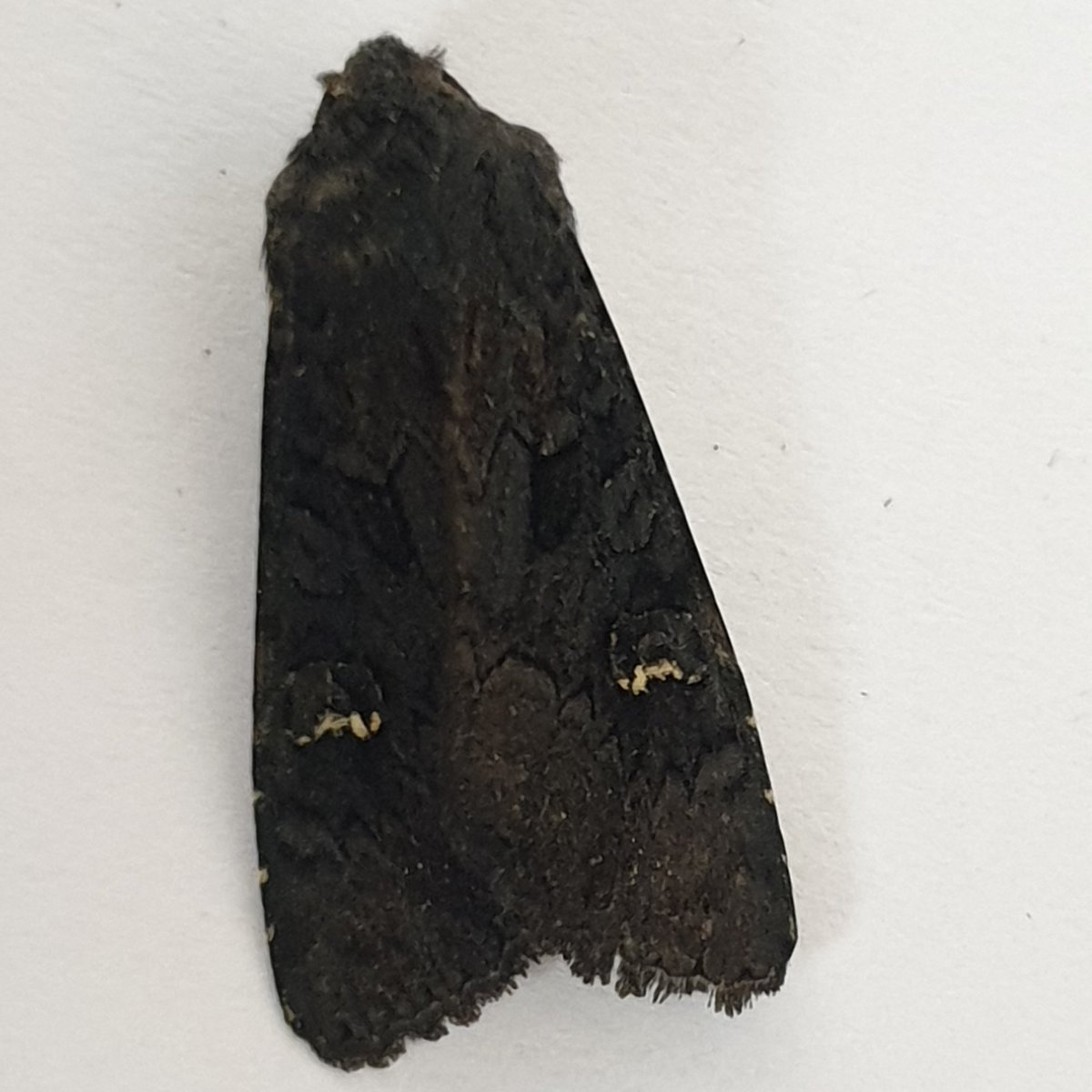 Liam Crowley tweet media