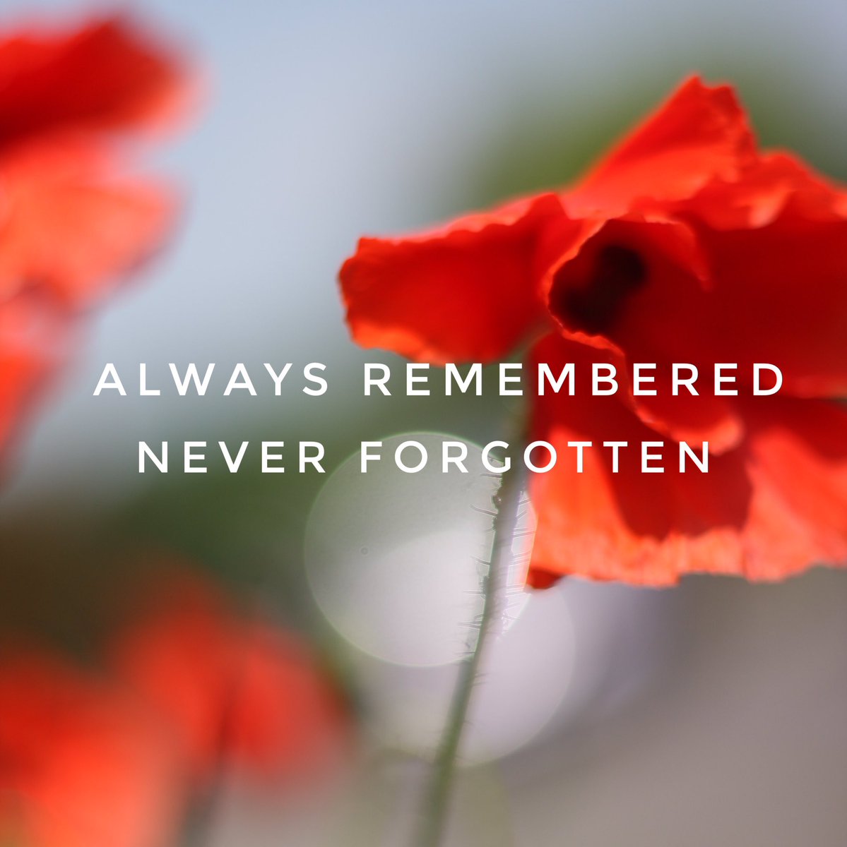 KeithLast5's tweet photo. #RemembranceDay https://t.co/lnvMpgvE55
