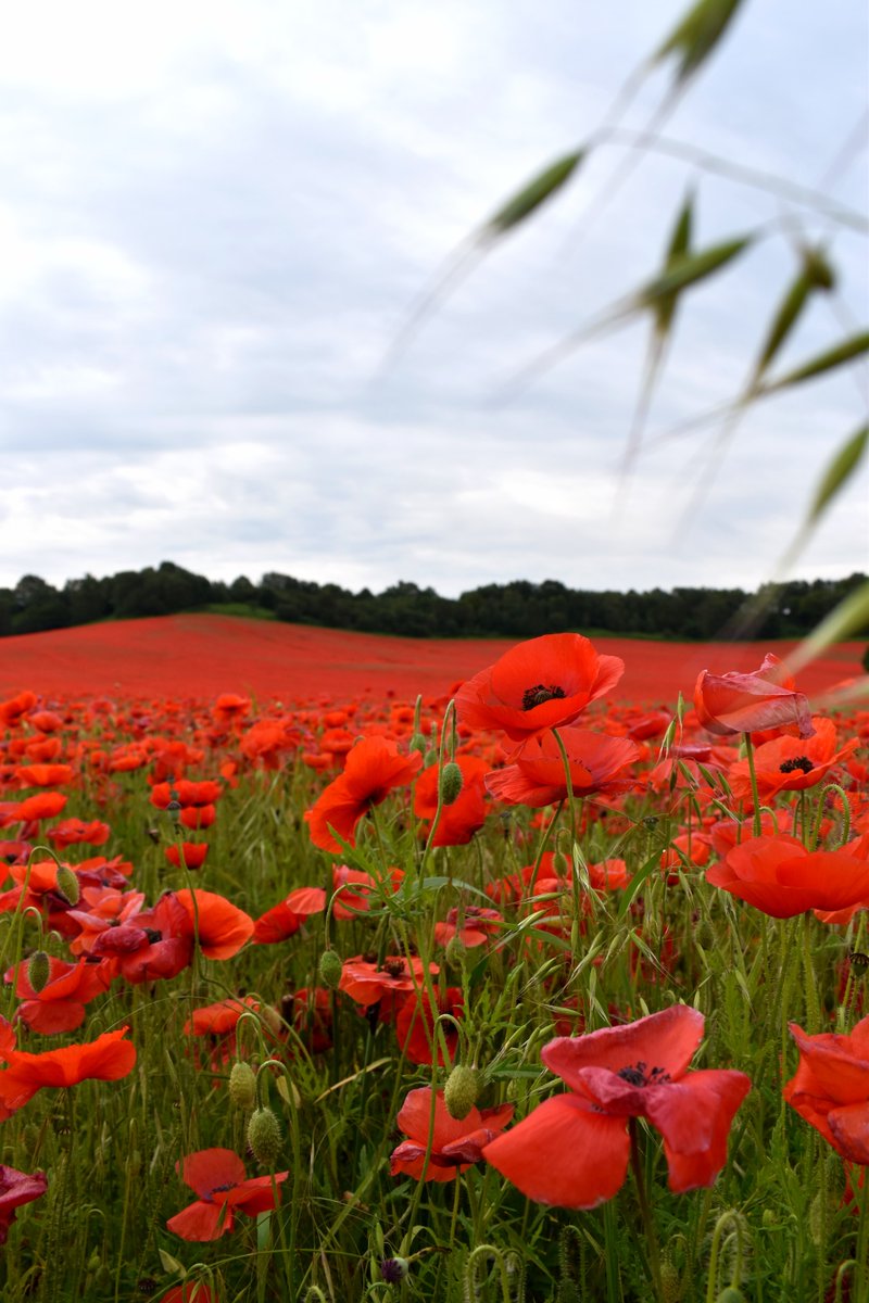 At the eleventh hour on the eleventh day of the eleventh month – we will remember them.