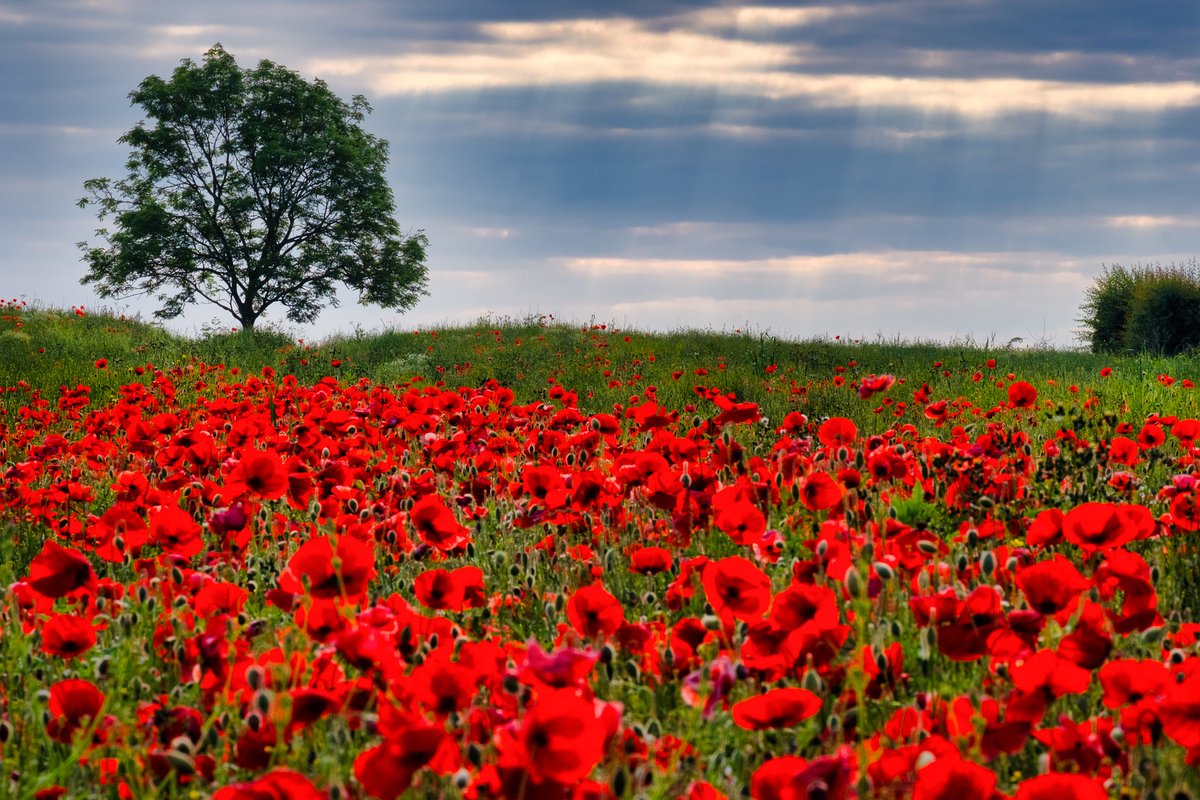 We will remember them #remembranceday #lestweforget #2022