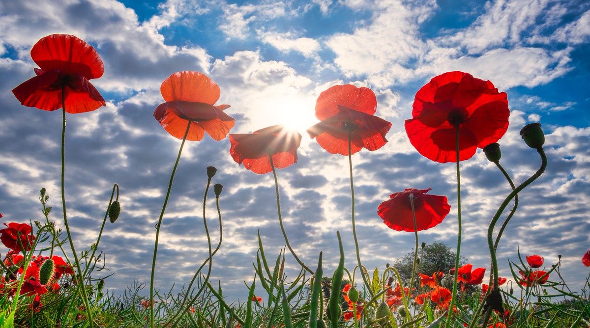 At the going down of the sun and in the morning, we will remember them.