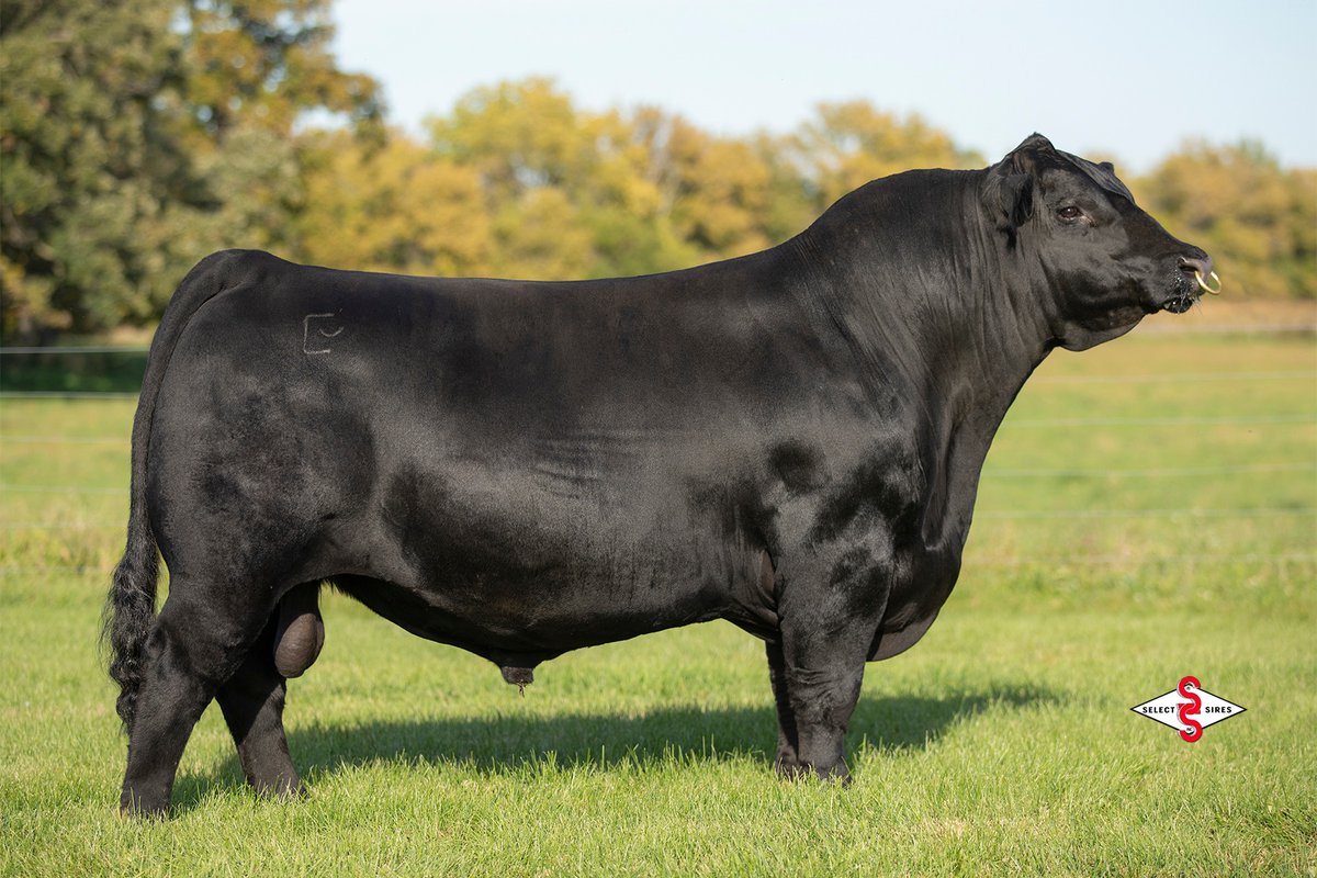 highviewranch's tweet image. Excited to have 21 daughters of Gibson bred to calve in 2023! Rare to have such low birth with that much growth &amp;amp; muscle. The progeny looks the part. With the Y69 cow family behind him, the maternal influence should be excellent.