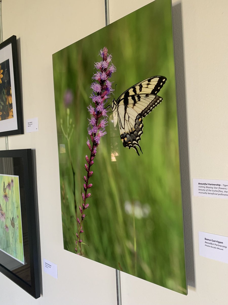 FriendsHackNWR's tweet photo. The Nature of Hackmatack Art Show is open through November 17. Stop by Friday Nov 11 5-8 pm for the Community &amp; Artists Reception. Your chance to meet the artists! Or visit weekdays 9-5. https://t.co/yVcX2rODd9