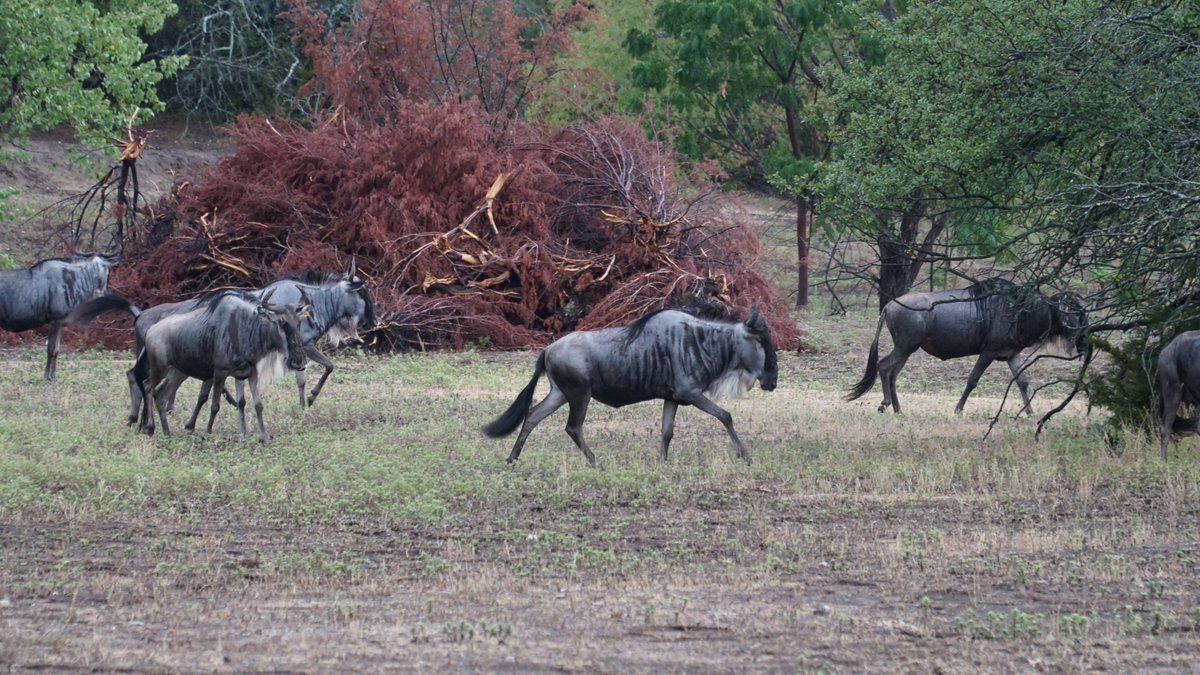 Wildebeest on the move! Even at Fossil Rim they give into their natural nomadic instinct, moving around the pasture daily!