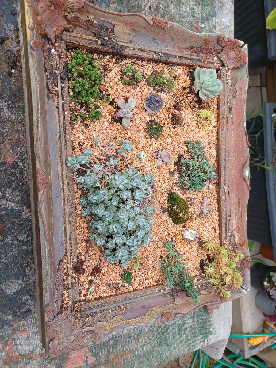 our project manager and one of the gardening team made this beautiful mini garden today.