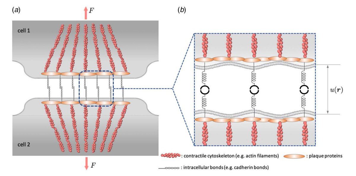 Journal of Applied Mechanics tweet media