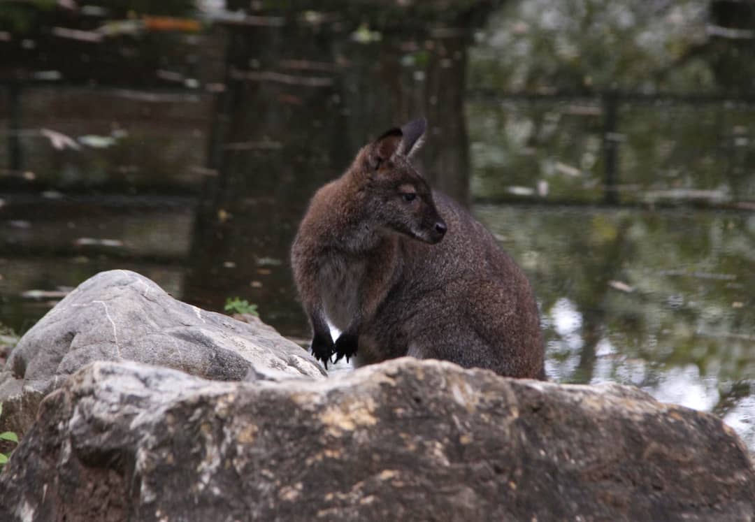 #11Nov Gobernador <a href="/AdolfoP_Oficial/">Adolfo Pereira Gobernador</a> se trasladó hasta el <a href="/ParqueBararida/">Parque Zoológico y Botánico Bararida</a> donde realizó la edición N° 34 del programa Rumbo Seguro, desde allí destacó los trabajos de recuperación de espacios realizados en este pulmón vegetal y la atención de los animales en resguardo.
