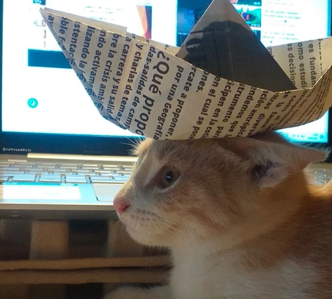 ShowYourCat's tweet photo. https://t.co/0XbHpn0Owv