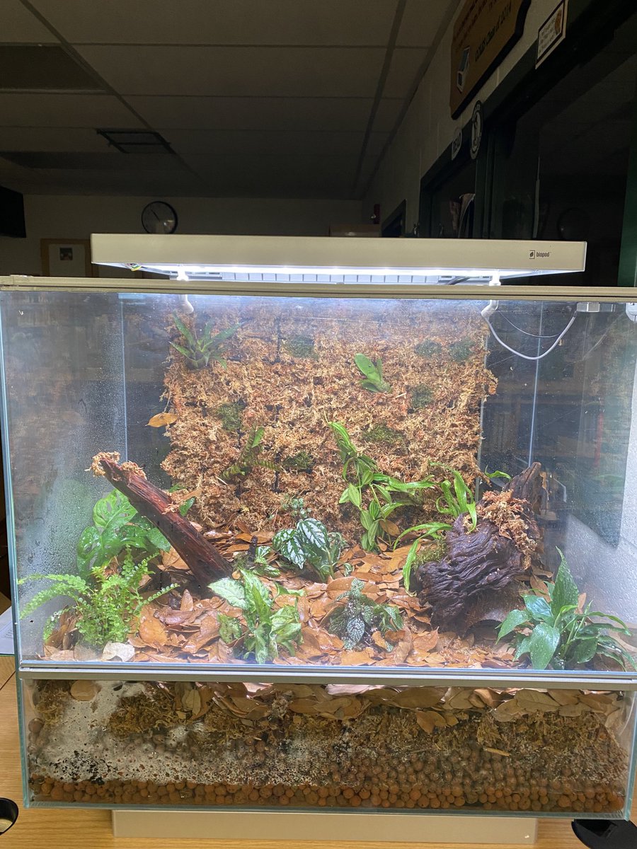 Thank you to one of our families for donating this AMAZING biopod, donating the plants, and spending their holiday with me this morning to set it up!  This will be yet another small ecosystem our students will be able to observe growing, along with our frogs, when they are added!