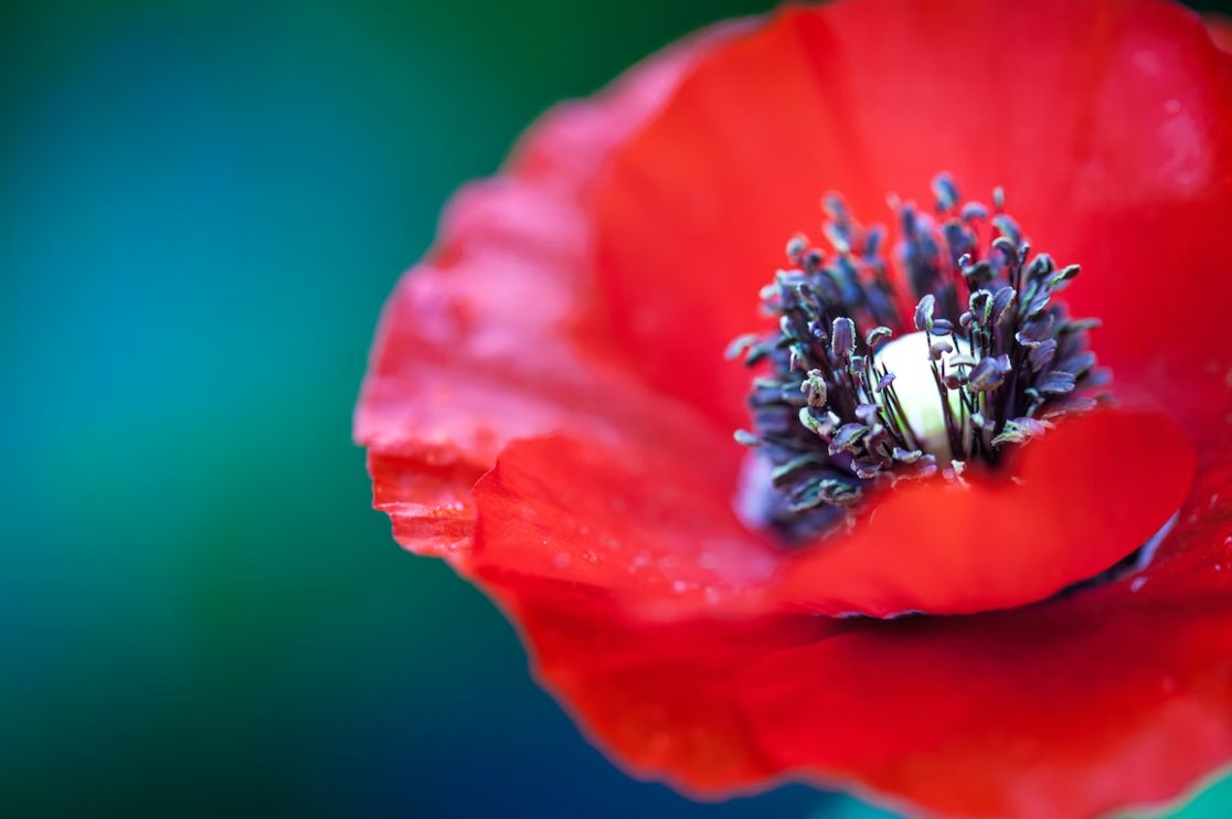 MGC_Recruteurs's tweet photo. Prenons quelques minutes, en cette journée du 11 novembre, pour se souvenir de ceux et celles qui sont tombés au combat et qui ont fait face avec courage aux sacrifices imposés au nom de la liberté. https://t.co/QWQ9Pxy6QA