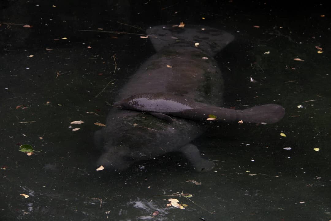 #11Nov Juan Rodríguez Director del <a href="/ParqueBararida/">Parque Zoológico y Botánico Bararida</a> indicó: "Podemos decir con orgullo que somos el único zoológico con la reproducción de animales en peligro de extinción, albergamos 8 manatíes y 4 hipopótamos, somos los únicos en el país con la reproducción de estos ejemplares".
