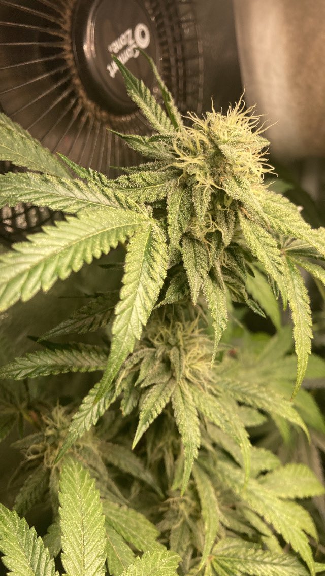 CitiesFinnest's tweet photo. #AppleSkrudel coming along great , the end of week 4 flowering #CitiesFinnest #growyourown #420community #Mmemberville https://t.co/klLrTw2O8o