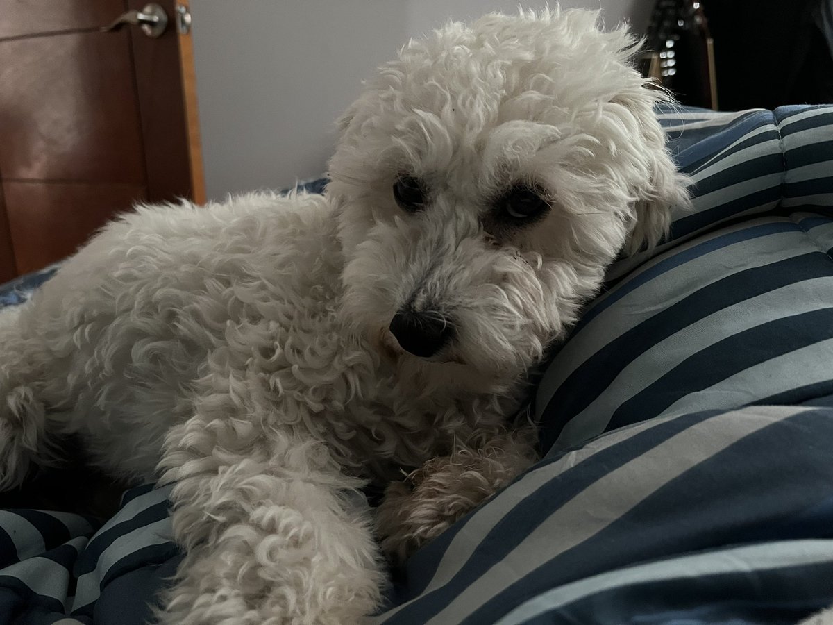 Geanfranco tweet media