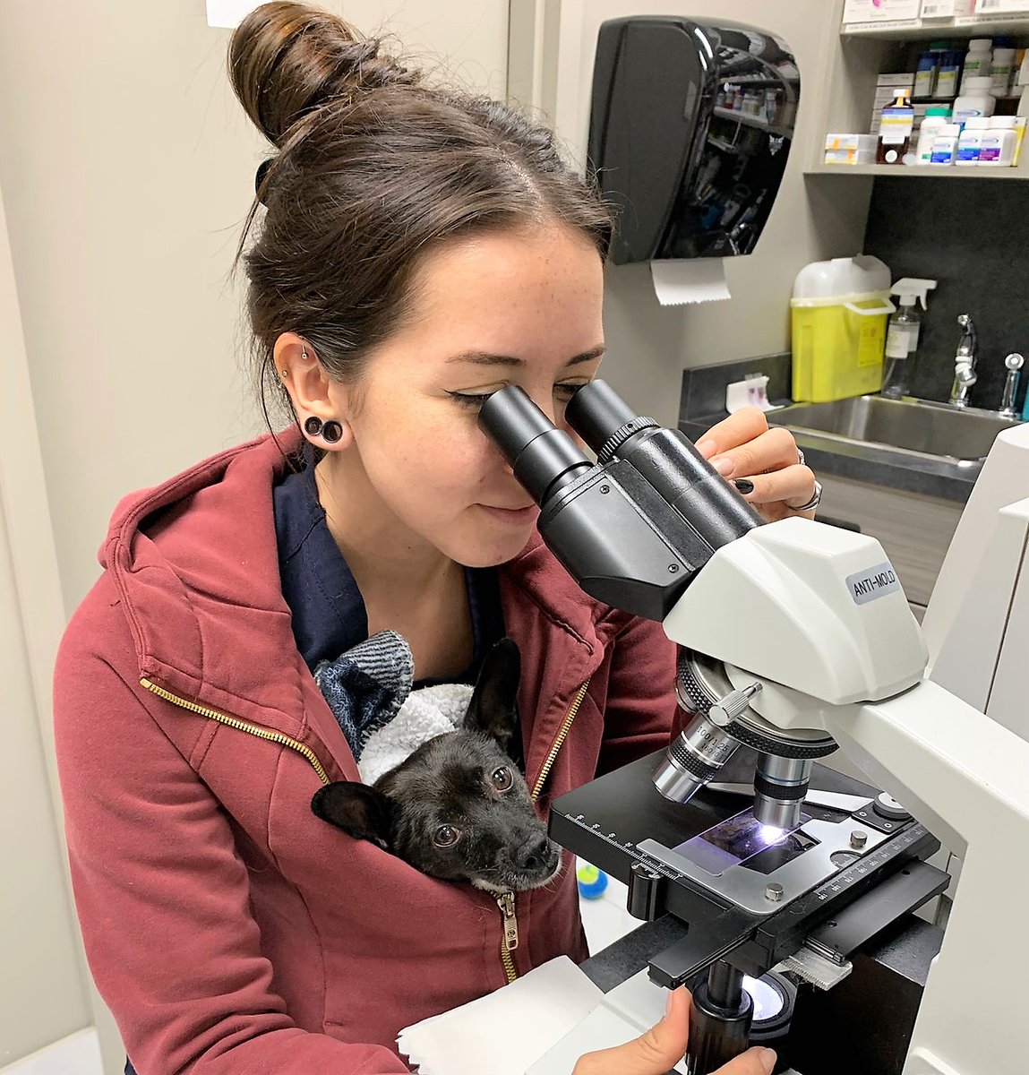 DrEllenKinzl's tweet photo. Who says you can't do serious scientific work AND have a little snuggle at the same time? Here at #LVAH, we know you can do both!
.
.
#snuggleup #microscope #cytology #dogsinshirts #RVT #veterinarian #torontovets #libertyvillage #LVAH https://t.co/iG0fjcQLU7