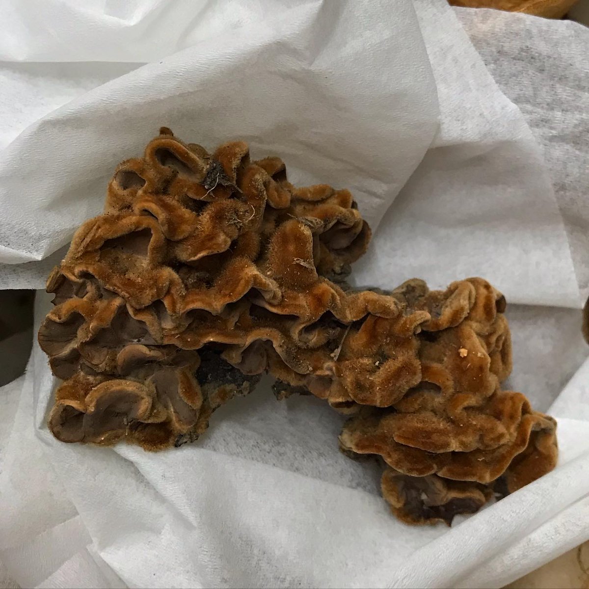 Rūta Žemčugovaitė tweet media