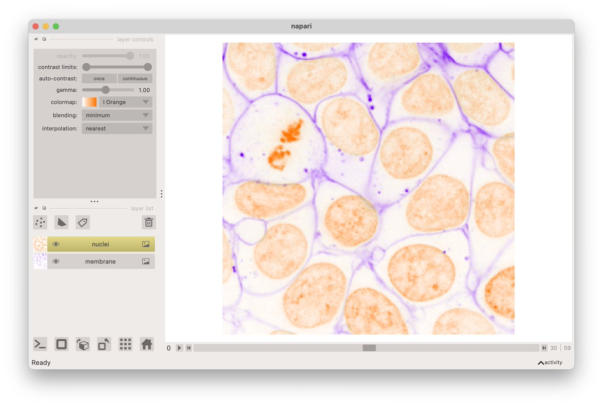 psobolewskiPhD's tweet photo. π @napari_imaging 0.4.17 has been released!
Now includes my pet feature `minimum` blending, along with some #InvertedLUT from @christlet
Also lets you set a secondary keybindings, π to @Czaki_PL
Full info: https://t.co/XTdaPcPeTD
#Python #ImageAnalysis #OpenSource https://t.co/tAAUij0bw9