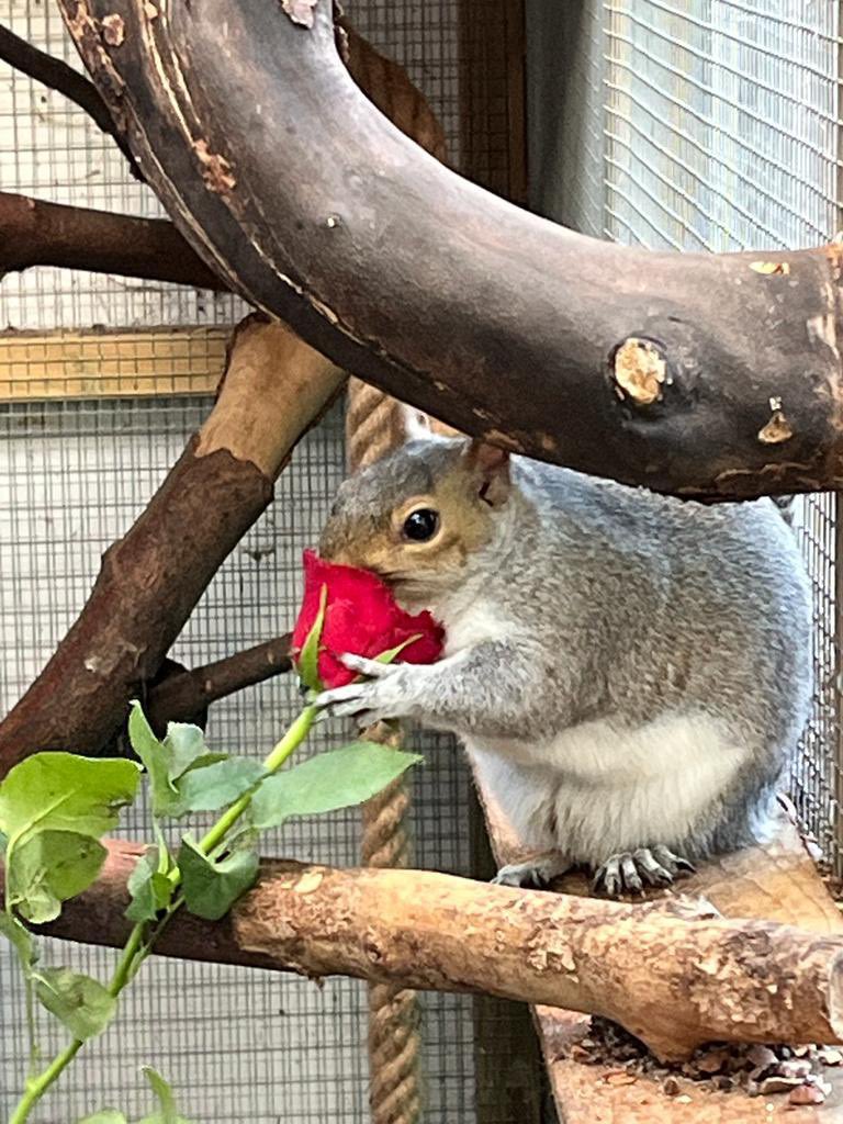 AllumPaul's tweet photo. I love the smell of this rose 🌹 ❤️🐿🐿🐿🐿 https://t.co/Loxtlz59Z1 https://t.co/qcbsteXATC