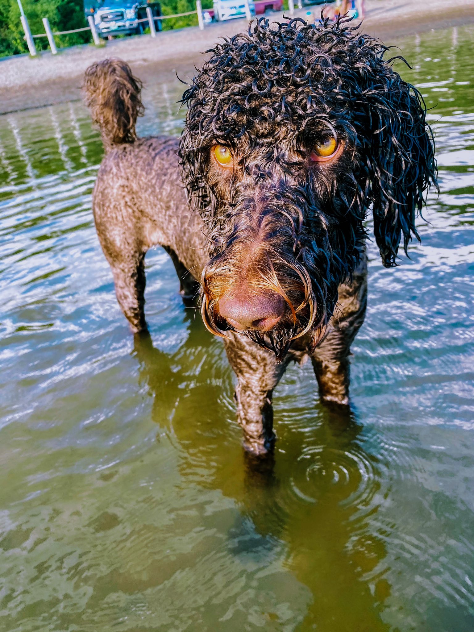 𝔹𝕖𝕧𝕖𝕣𝕝𝕪 𝔽𝕦𝕝𝕝 ℕ𝕦𝕕𝕖 𝕆𝔽 on Twitter "hannahreneefarm Luna 🐾 https//t