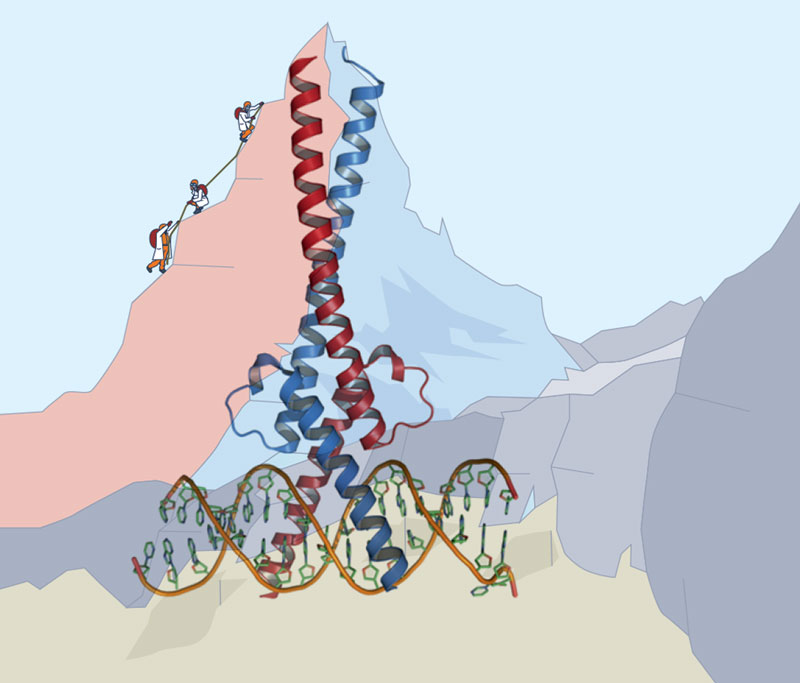 Climbing cancer’s MYC mountain go.nature.com/3A9tSSm

MYC, one of the most commonly dysregulated proteins in cancer, has long seemed ‘undruggable’. Can a clinical-stage cell-penetrating peptide — or preclinical small-molecule inhibitors and degraders — prove otherwise?