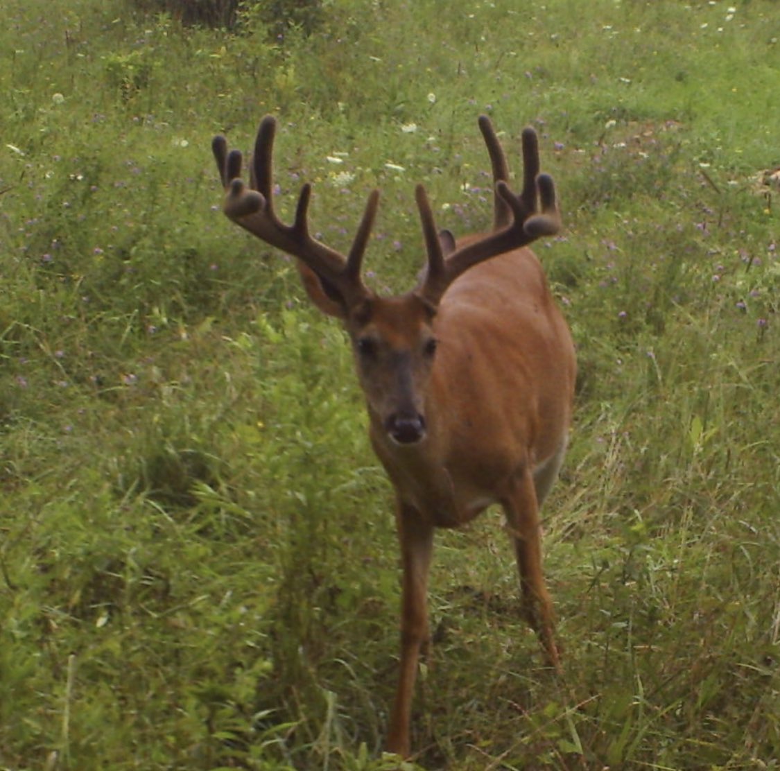 CornThicket tweet media