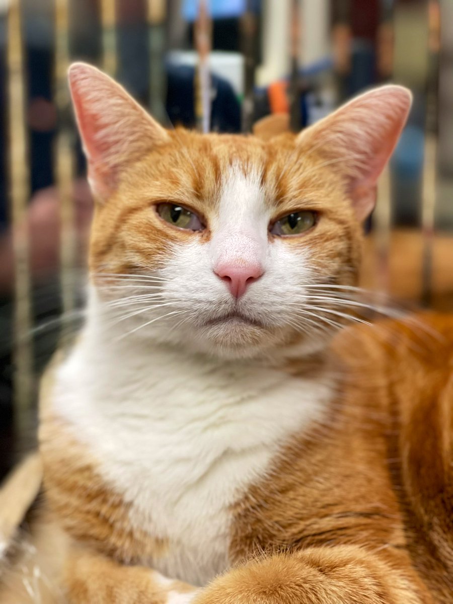 VetandHairy update 

They have rung and as I am eating -less than I would like due to the reduction in treatos) drinking and my tummy is better I don’t need to go back 

Thank you for caring all 🧡🐈

#CatsOfTwitter #cats