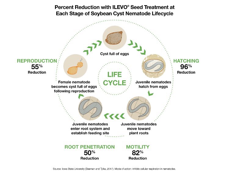 Soybean cyst nematodes have 5 stage reproductive cycle! See how ILeVo impacts all 5 stages. #SCNActionMonth #WatchILEVOWork