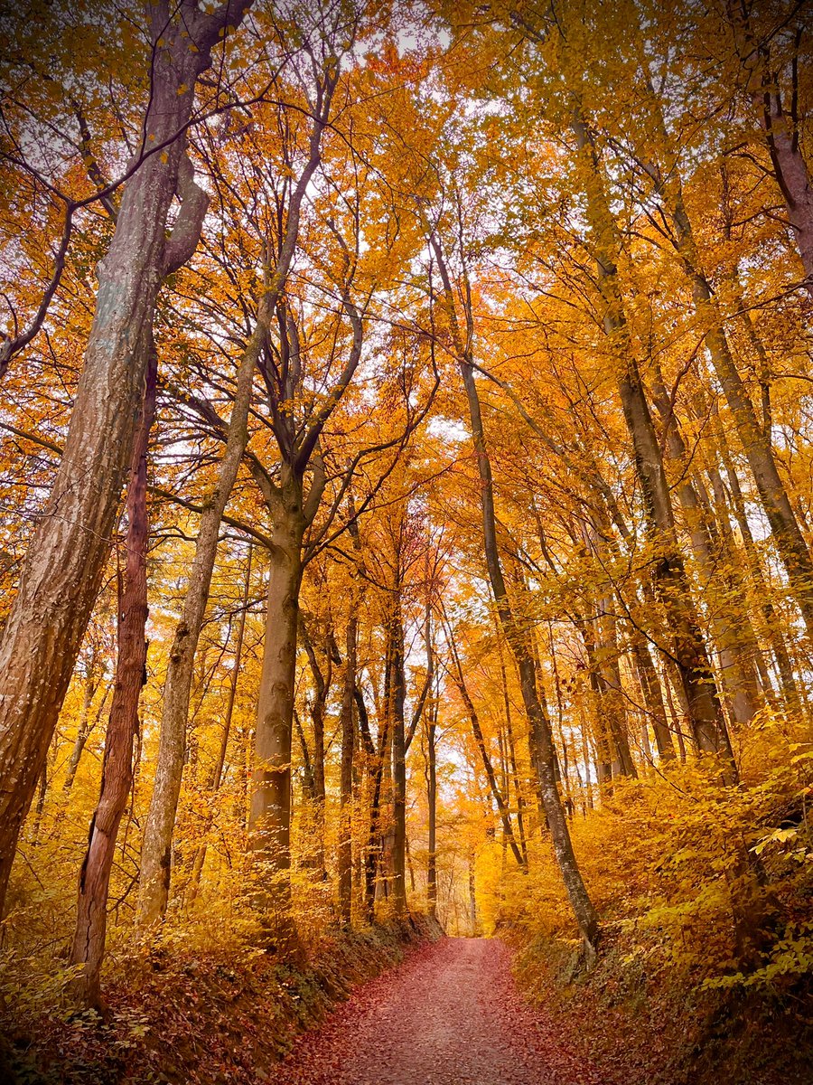 Snax85one's tweet photo. beautiful autumn

#NFTCommuntiy #nftart #nfts #nftphoto #autumn https://t.co/O5ZAH28cKX