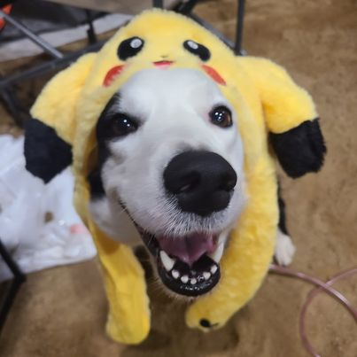 Team_Ruby_'s tweet photo. And then a wild Pika-Ru appeared!
#TeamRuby #RubyRu #Bordercollie #sheepdog #herdingdog #sometimeswearesilly https://t.co/hFoiANkdQT