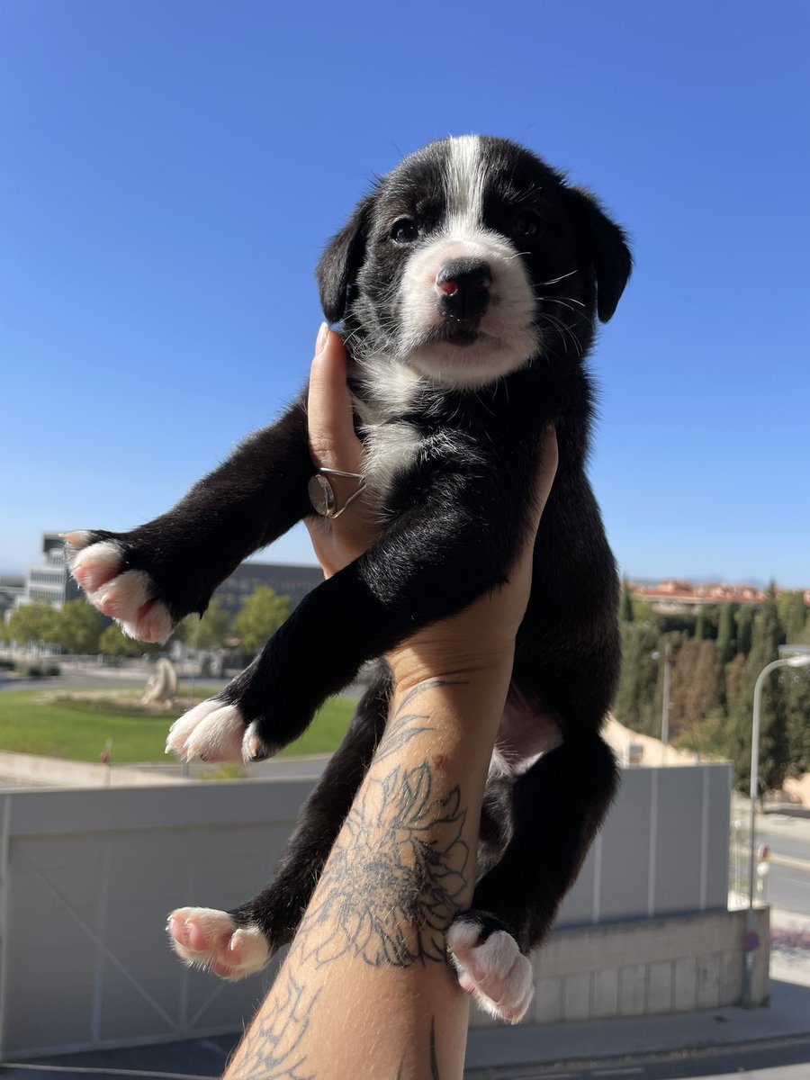 ElsaValadess's tweet photo. 3 cachorritos en adopción, buscan familia en cualquier parte de España (están en Granada). Tienen 1 mes y medio más o menos, no sabemos bien bien la raza pero van a ser grandes (mezcla de mastín) hay dos hembras y un macho. https://t.co/ejRr1NzH5q