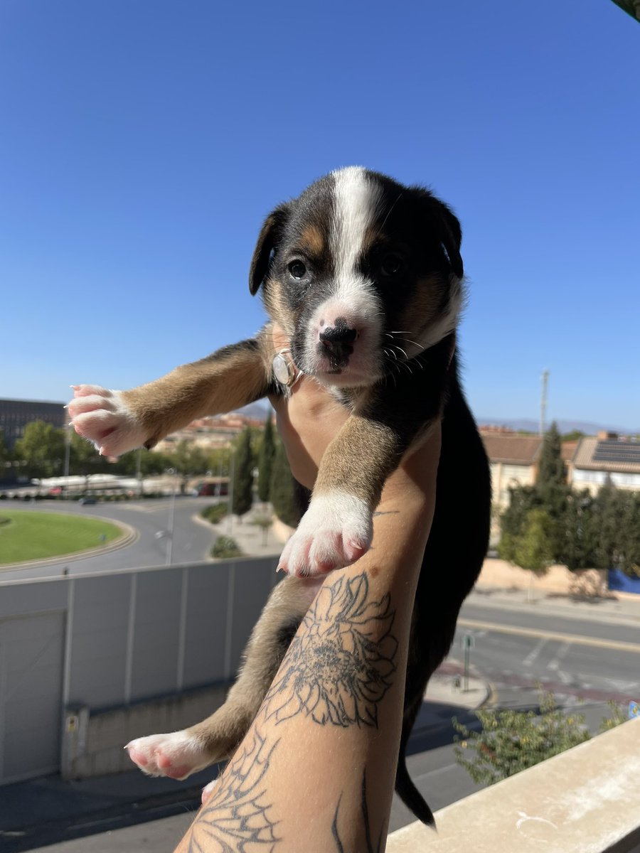 ElsaValadess's tweet photo. 3 cachorritos en adopción, buscan familia en cualquier parte de España (están en Granada). Tienen 1 mes y medio más o menos, no sabemos bien bien la raza pero van a ser grandes (mezcla de mastín) hay dos hembras y un macho. https://t.co/ejRr1NzH5q
