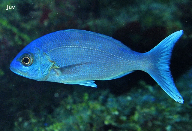 perryinstitute's tweet photo. It’s Fishy Fishery Friday! 🎣🐠
✨Fun Fact: The #Bahamas currently, holds the record for the largest caught black snapper at a whopping 4.08 kg (9 lbs)!
#fisheriesresearch #fishfactfriday #snappers #blacksnapper
📸: FishBase / M. Charteris https://t.co/g5DNyMNQEr