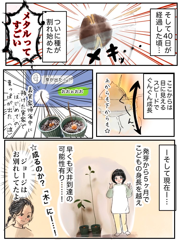 1個98円のアボカドの種を育ててみた
#育児漫画 #なんか良かった日記
#漫画が読めるハッシュタグ 