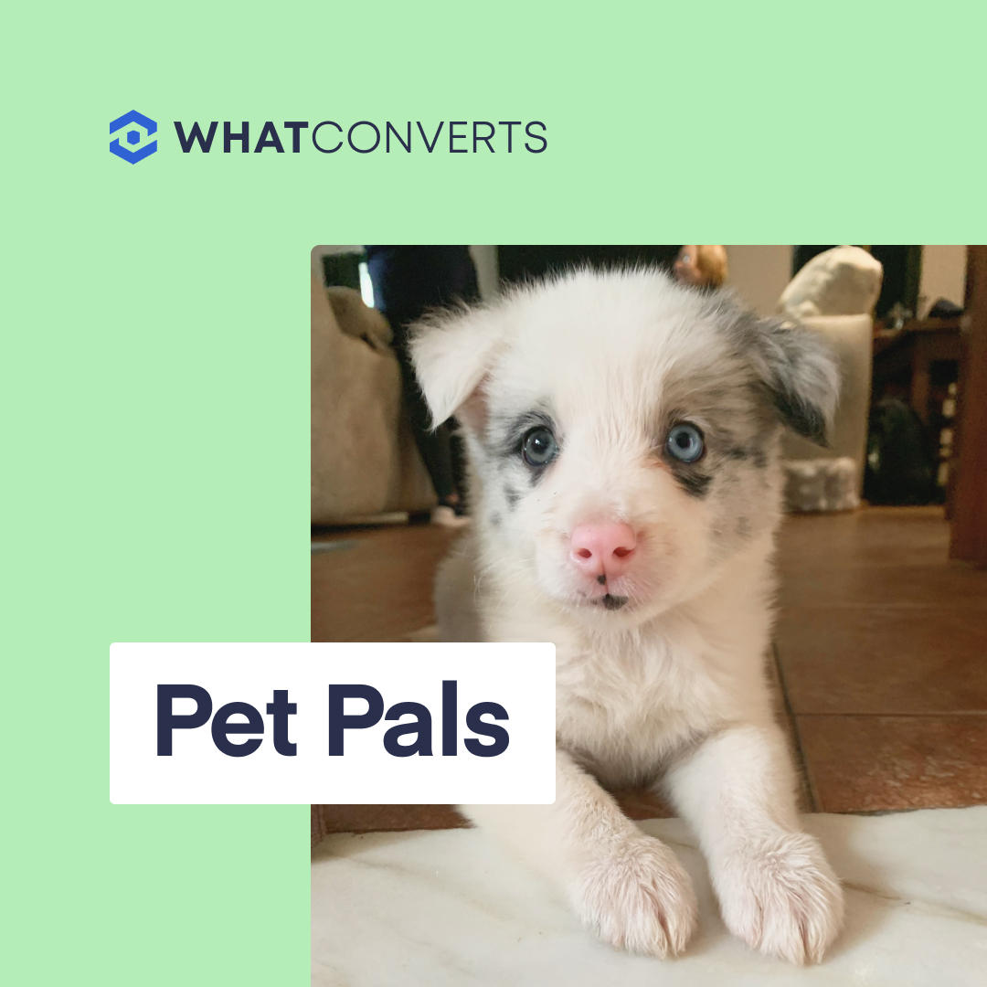 whatconverts's tweet image. As a fully remote company, we don&apos;t have doggy daycare. We have Pet Pals. 

The latest member - Nagiri 🐍 joins her HP Pals, Kreacher and Dr Fang🐶

#whatconverts #marketing101 #leadtracking #leadtrackingformarketing #inboundmarketing #inboundformarketing #remote #harrypotter