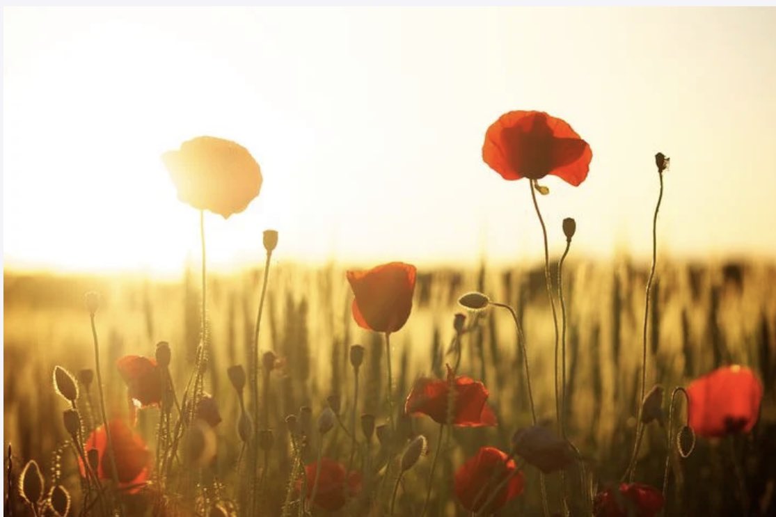 We will remember them.
#RemembranceDay