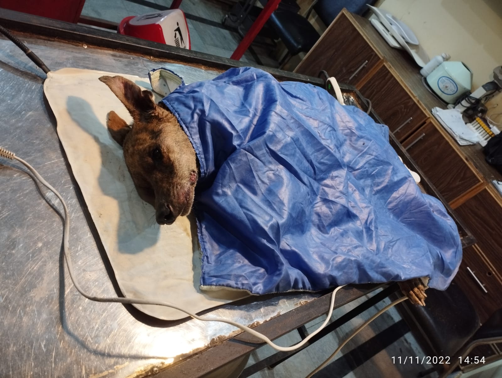 TWS on Twitter "Our Sammy is very unwell. A distemper survivor he's