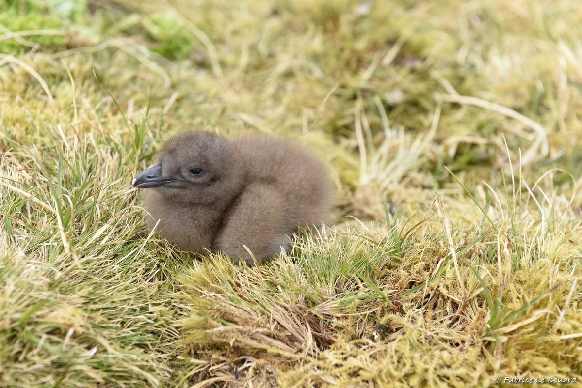 What is #Biosecurity? Why is it especially important for isolated places? <a href="/natures_voice/">RSPB</a> blog features #tristandacunha &amp; highlights the threats that non-native species can pose to livelihoods and the biodiversity of these special islands.
community.rspb.org.uk/ourwork/b/acti…