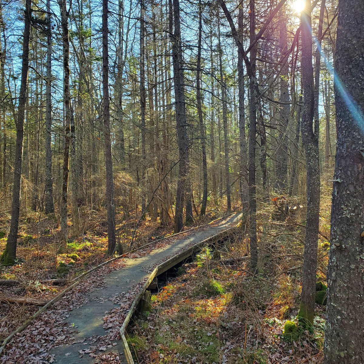 HFSYecology's tweet photo. November vs October. Each has its own beauty. #seasons #phenologyfriday #newengland #harvardforest #phenology https://t.co/77pXdwd2NW