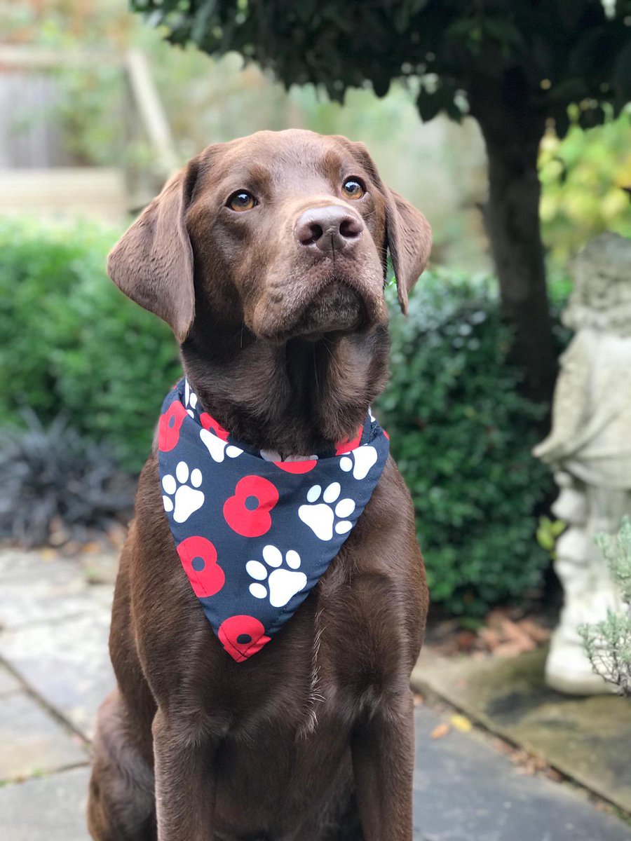 jahockney's tweet photo. #lestweforget2022 #ArmisticeDay Shame he wasn’t this well behaved during minute silence #loudbark remembering all the animals too 💔 https://t.co/ictcX1M5o1