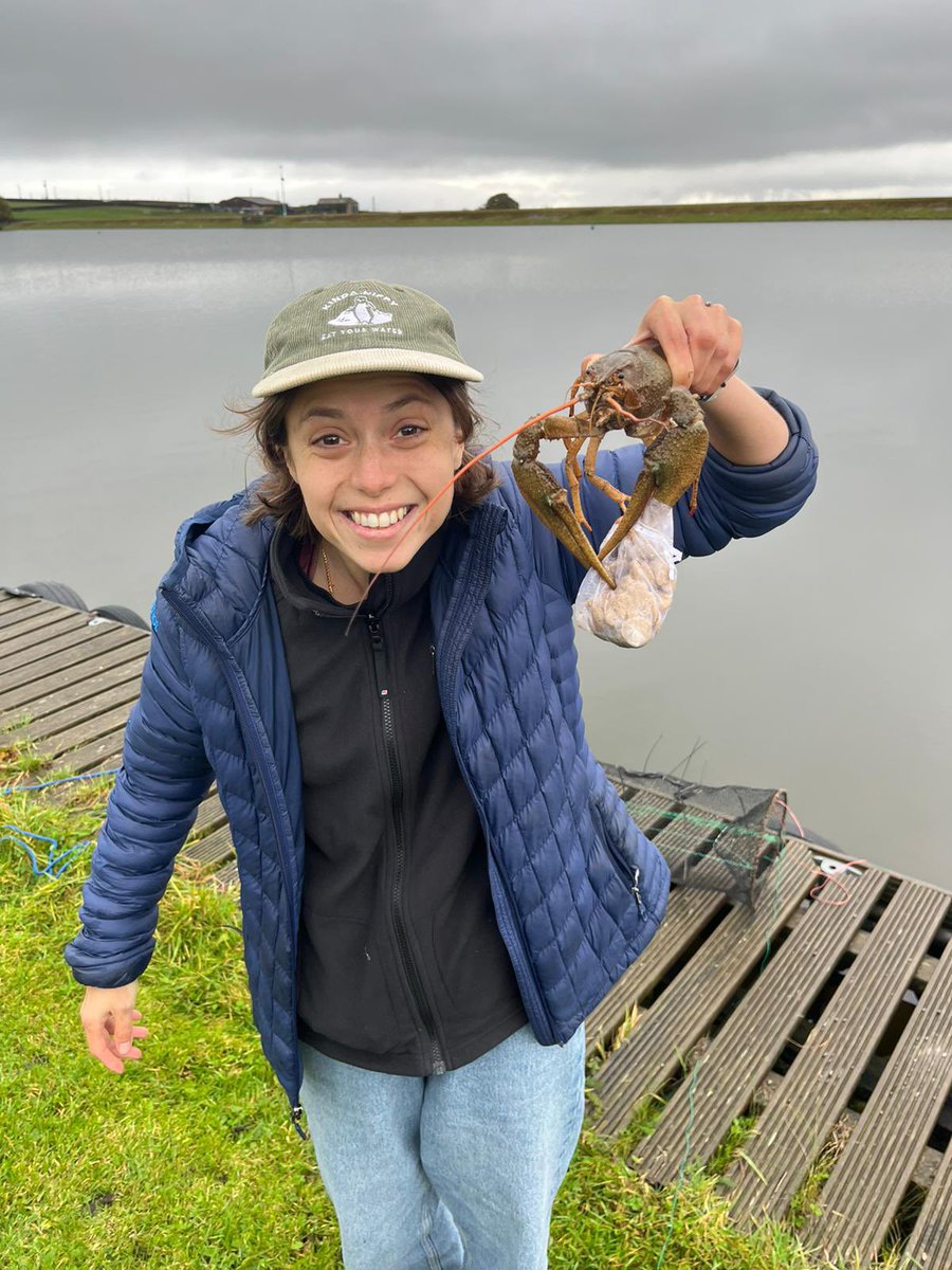 Last week we started our project understanding ecological and economic impact of narrow clawed crayfish in Yorkshire. One of the few populations left in the UK. This one had a 10cm carapace … #crayfish #invasionsci